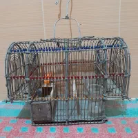 قفس|لوازم جانبی حیوانات|بروجرد, |دیوار