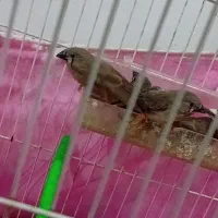 تعدادی جوجه فنچ زبرا