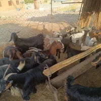 فروش بز کهره دار