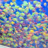 تنها سری ماهی وارداتی تایلند در اراک رسید