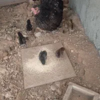 مرغ با جوجه