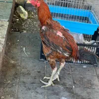 خروس لاری