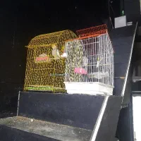 قفس پرنده دانه ای۶۵۰