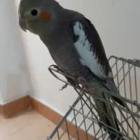 عروس هلندی نر