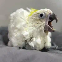 جوجه کاکادو تاج زرد سایز بیگ سرلاکی