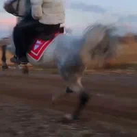 اسب