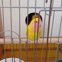 طوطی برزیلی نر و ماده