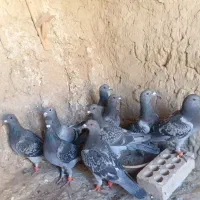 کفتر