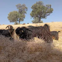 بهده ناری از اسدالله نجفی