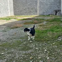 واگذاری دوتا توله نر