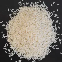 طارم هاشمی شمال