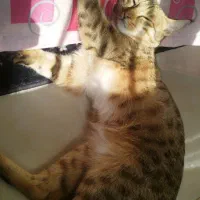 واگذاری گربه ماده یک ساله