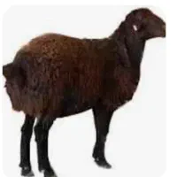 ی دونه بره ماده افشاری