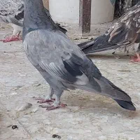 سبز مغلوف پرشی