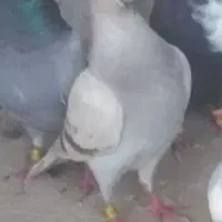 کبوتر لایی لوطین
