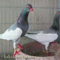 یهودی سبز نر