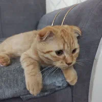 گربه اسکاتیش 6ماهه پسر