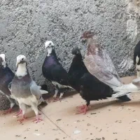 چندتا کبوتر