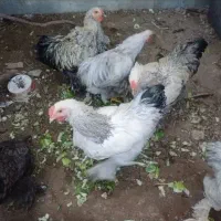 جوجه مرغ و خروس برهما امپراطوری