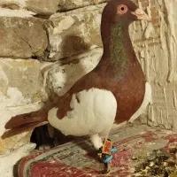 یهودی سرخ نر