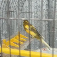 قناری|پرنده|اصفهان, شاهزاده ابراهیم|دیوار