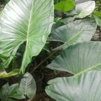 شمشاد طلایی و سبز ، سیکاس ، بابا آدم ، یاس هلندی