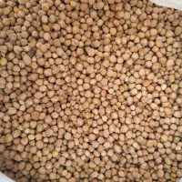 فروش نخود محلی درجه ۱