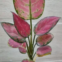 گل گیاه اپارتمانی