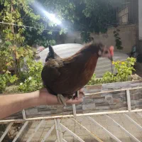 مرغ تخمی