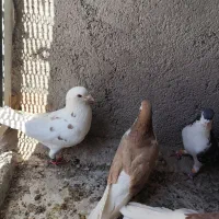 خارا