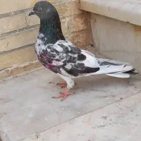کفتر