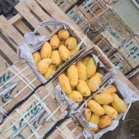 انبه تازه  درجه یک GR