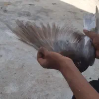 پرنده|پرنده|خان ببین, |دیوار