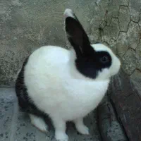 خرگوش خانگی کوچک