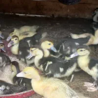 جوجه اردک اسرائیلی