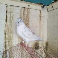 کفتر تیرماهی