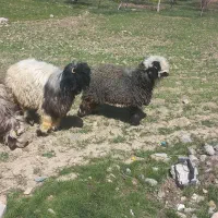 فروش دو عدد بره نرو ماده
