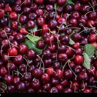 فروش آلبالو جنگلی فوق العاده