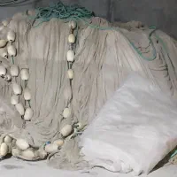 جل کاشغی قیمت توافقی