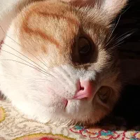 گربه نژاد DSH