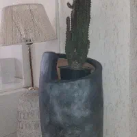 گلدان چهره همراه گیاه کاکتوس