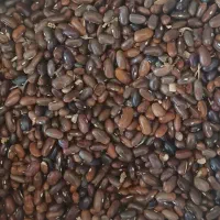 لوبیا قرمز