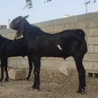 فروش 2راس چپش بذری پاکستانی،وبز داشتی