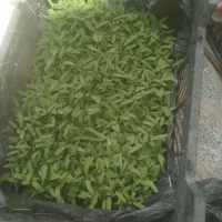 نشا گوجه فرنگی