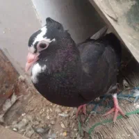 کفتر پلنگ