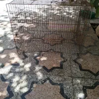 قفس پرنده