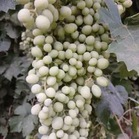 غوره|خوردنی و آشامیدنی|نورآباد, |دیوار