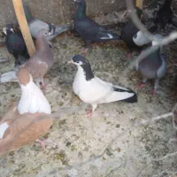 نروماده اصفهانی