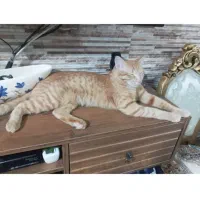واگذاری گربه نر
