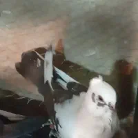 کفتر|پرنده|تهران, اتابک|دیوار